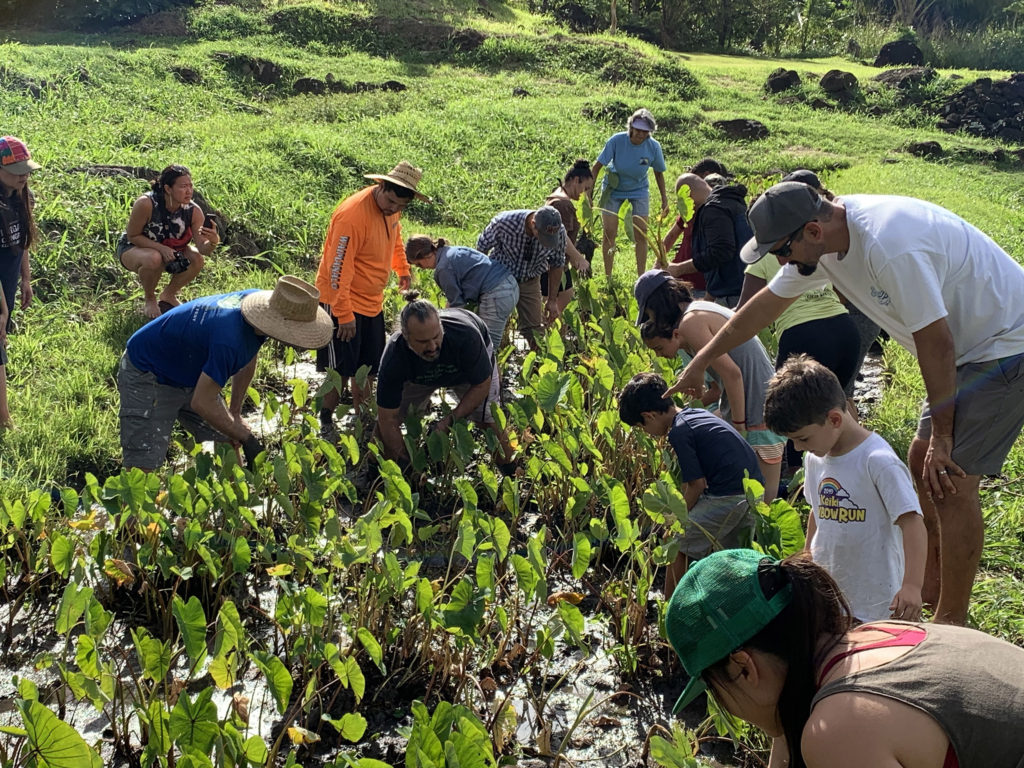 Lau Maiʻa Scholarship - Purple Maiʻa