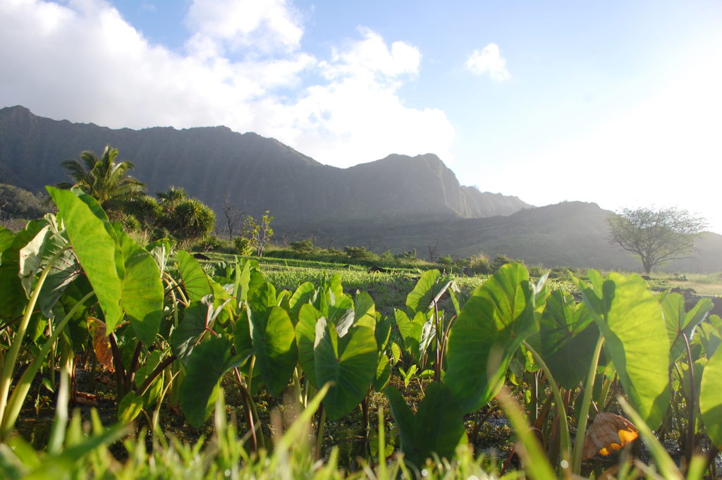 Mauna & loʻi