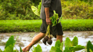 Planting taro